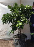 Washington Navel Orange Tree 70LT