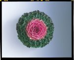 Kale Songbird Pink Seed - 500 Raw Seed