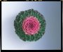 Kale Songbird Pink Seed - 500 Raw Seed