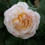 Moonlight Panarosa Rose 5LT
