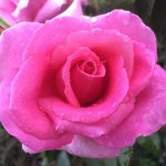 Kathleen Van Rhyn Hybrid Tea Rose 5LT