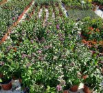 Pentas Lanceolata Pink 17CM Pot