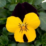 Viola Sorbet Yellow Burgundy Jump Up Xp Seed - 500 Raw Seed