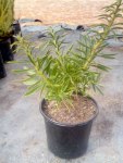 Leucospermum Succession 15CM Pot