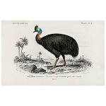 Vintage Casoar Print