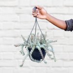 Crassula - String Of Buttons - 21CM Hanging Basket