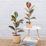 Rubber Tree - Tineke - Medium - In Mustard Yellow Migo Planter