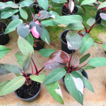 Philodendron - Pink Princess - 14CM Nursery Pot Small - Reverted Plant