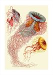 Jellyfish 2 Art Print