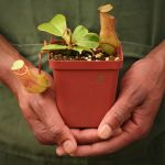 Tropical Pitcher Nepenthes 'ventricosa X Truncata' - Older Plant In 21CM Hanging Basket