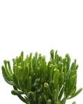 Crassula Horntree 4LT