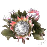 Proteas Bunch Art Print - A3