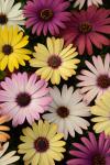 Osteospermum Akila Grand Canyon Mix - 5 Raw Seed