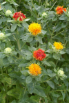 Carthamus Zanzibar Orange Safflower - 50 Raw Seed