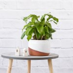 Network Calathea - In Daxi Terracotta Pot