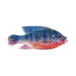 Cullem Pro Natural Kurper 4