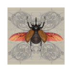 Arthropods Rhino Beetle Art Print - 60CM X 60CM Fine Art Print