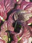 Mustard Red Giant Seed - 100 G Raw Seed