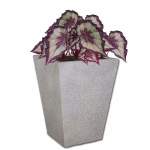 Planted Windsor Shade - Chryso Black Begonia Rex