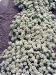 Alyssum Snow Cloth Seed - 5 G Raw Seed