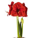 Amaryllis Symphony Single – Merry Christmas Bulb