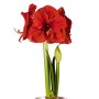 Amaryllis Symphony Single – Merry Christmas Bulb