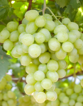 Grape Concord Concentate - 100ML