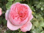 Shirley Wallington Panarosa Rose 5LT