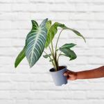 Caladium - Lindenii - 14CM Nursery Pot
