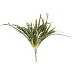 Variegated Spider Plant 50CM