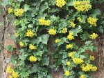 Senecio Tamoides 15CM Pot