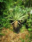 Aloe Aborescens 3 Litre Bag 80 Cm Height