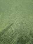 Taffeta Flocked Clearance