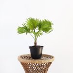 Footstool Palm - In 15CM Nursery Pot