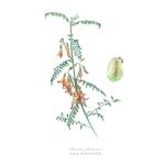 Lessertia Frutescens Art Print - A3