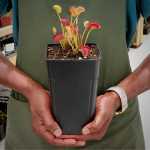 Venus Fly Trap 'kiss Of Death' - Dormant Plant. 12CM Plastic Container.