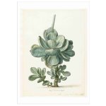 Succulent Art Print