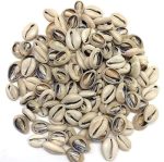 100 Pcs White And Lvory Natural Cowrie Shells Beads Oval Beach Seashells African For Hair Jewelry Making Sea Shells For Crafting