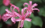 Nerine Filifolia – Pink Bulbs