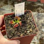 Venus Fly Trap 'trichterfalle.' Special Import. - Dormant Plant. 7.5CM Plastic Container.