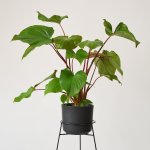 Homalomena Maggy - In Black Ceramic Planter