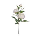 Multi-blossom White Peony Stem