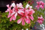 Pelargonium Peltatum Pink 4LT