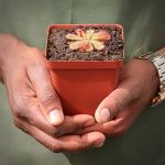 Sundew Drosera Cuneifolia - Dormant Plant. 7.5CM Plastic Container.