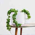 Hoya Compacta - 3 Stem - In White Emerson Pot - 3 Stem