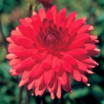 Dahlia Dinner Plate – “red” Bulbs