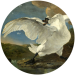 Rsw The Threatened Swan Wall Decal - 100CM L X 100CM H