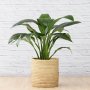 Peace Lily - Sensation - Large - 30CM In Sinan Palm Leaf Basket