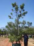 Afrocarpus Falcatus 400LT