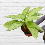 Dieffenbachia - Bausei - 25CM Nursery Pot